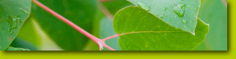 woodlea nursery, forestry seedlings